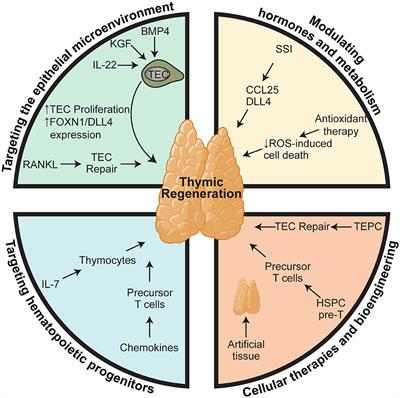 When the Damage Is Done: Injury and Repair in Thymus Function